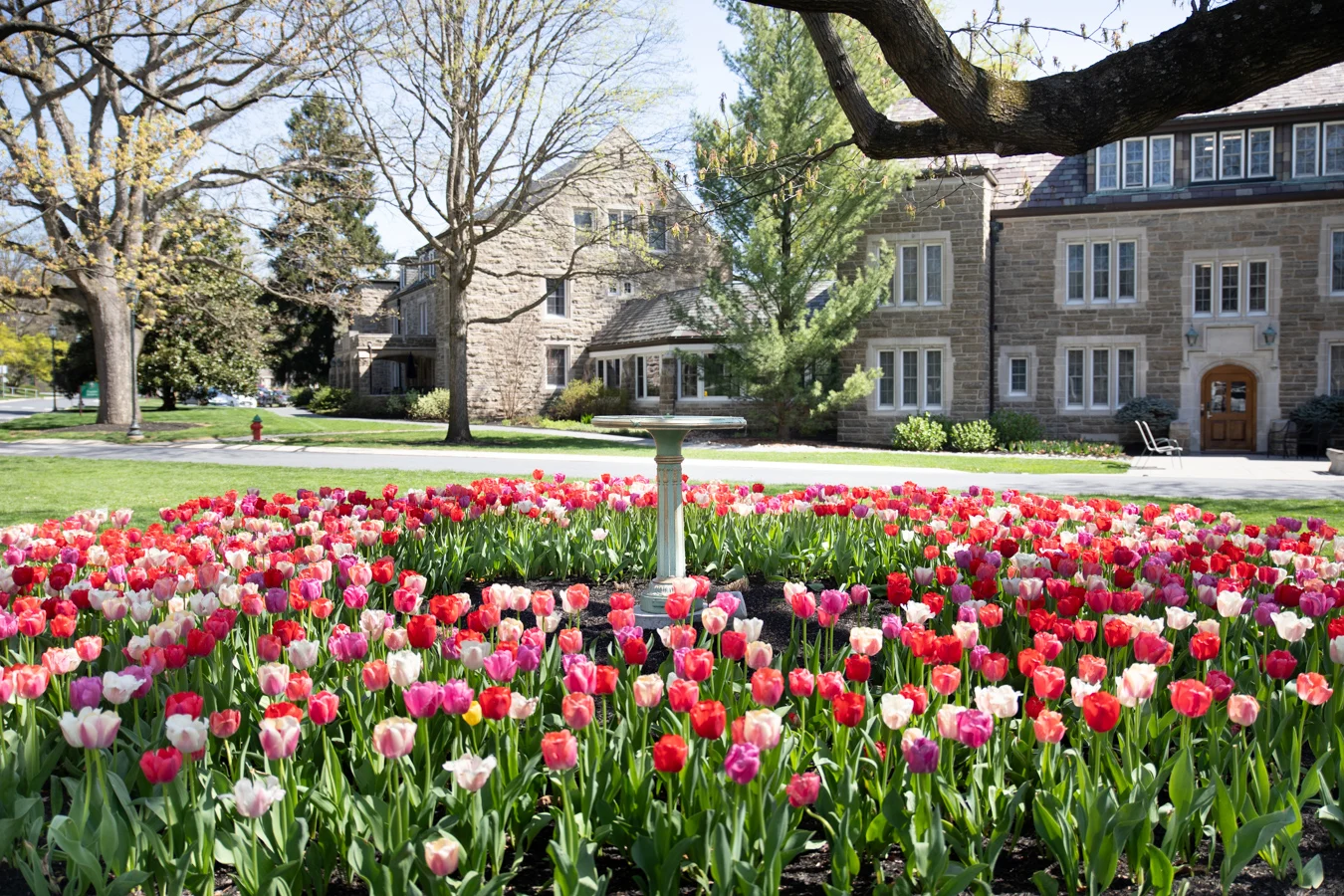 2V9A9886 Garden with pink and red tulips, two stone buildings are in the background.